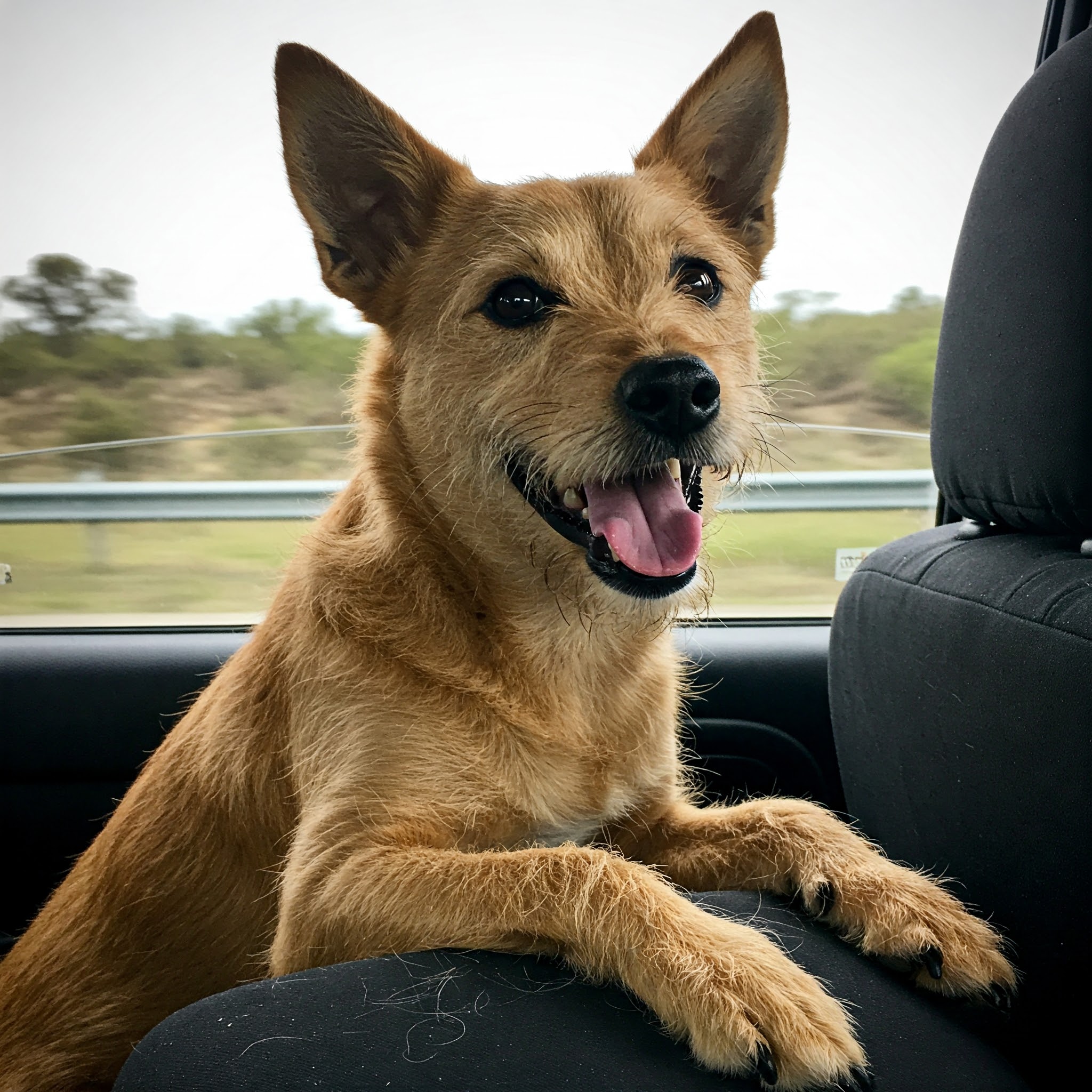 Fur-ious About Car Hair? Conquer It!